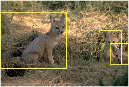 imagenet-bbox-fox.jpg